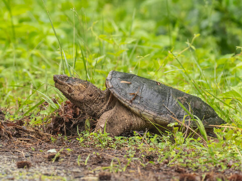 A Common Snapping Turtle digging in the dry leaves and grass at the edge of a path - Powered by Adobe