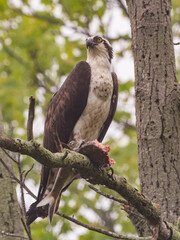 An Osprey perched out on a dead branch  with a recently caught, and partially eaten, fish in its talons