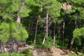 Pine forest, Mugla, Turkey