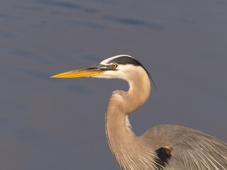 A close up of the head of a Great Blue Heron showing the plumes and feather colors of its fresh summer plumage