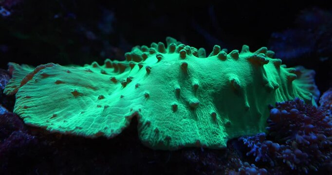 Sinularia dura - species of coral polyp belonging to the order Alcyonacea of ??the family Alcyoniidae