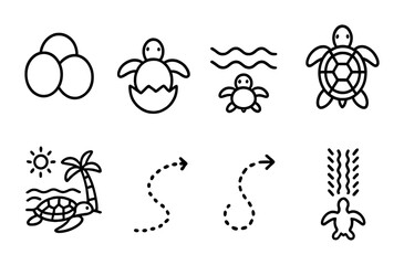 Sea turtle life cycle and journey: eggs to ocean adventure graphics