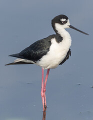 A close up of a resting Black-necked Stilt