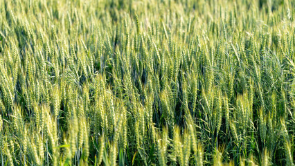 Green Wheat Field in Sunlight