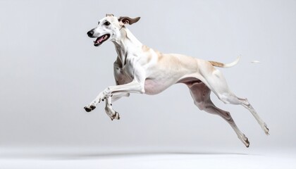 white dog running on the snow