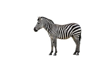 Fototapeta premium Zebra standing profile against white background (1)