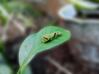 Green caterpillar resting on a leaf in a garden setting.
