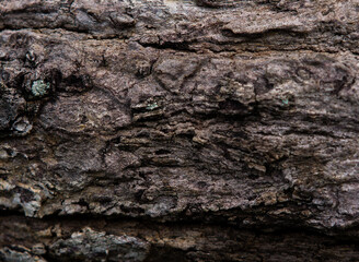 Vintage weathered wooden texture for design. Dark horizontal background of wood. Cracked surface Wood texture in the back yard