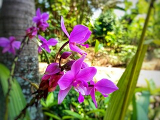 A vibrant purple orchid blooms gracefully in front of the house, adding a touch of natural beauty...