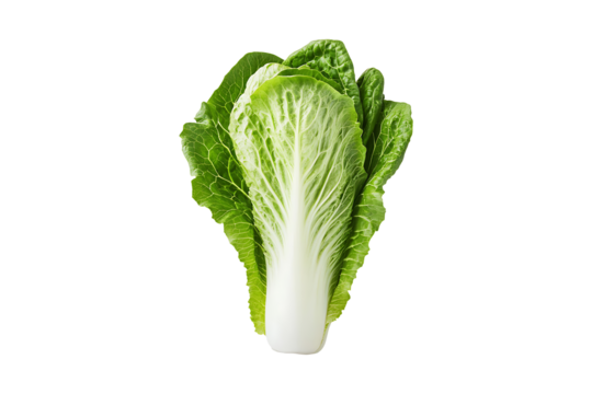 Fresh cos lettuce isolated on transparent background