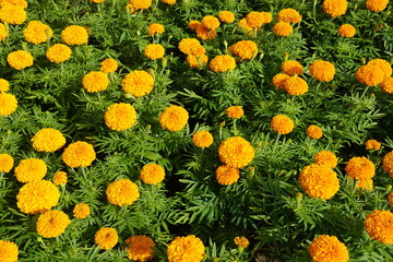 yellow flowers in the garden