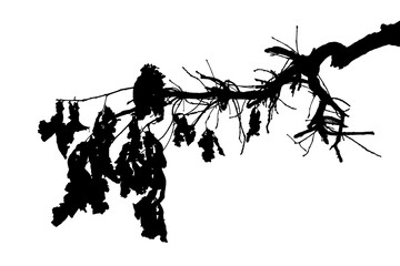 Illustration, silhouette of oak branch on transparent background