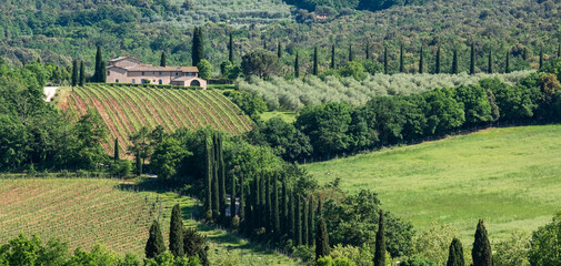 View of the Tuscan hills near Siena in, Tuscany, Italy. 