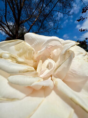 A close up on a white rose flower