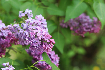 Lilac flowers close-up. Branch of blooming lilac, spring flowers with soft focus. Nature background. Lilac flowers with selective focus. Spring