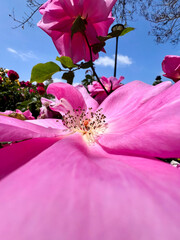 A close up on a pink rose flower