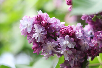 Lilac flowers close-up. Branch of blooming lilac, spring flowers with soft focus. Nature background. Lilac flowers with selective focus. Spring