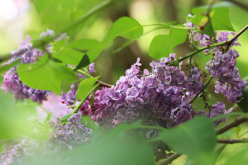 Lilac flowers close-up. Branch of blooming lilac, spring flowers with soft focus. Nature background. Lilac flowers with selective focus. Spring