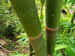 Fototapeta premium Green bamboo stems with bushes in the background 