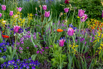 colorful spring flowers