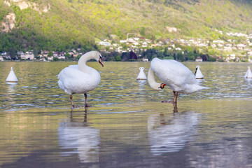 swans in the water
