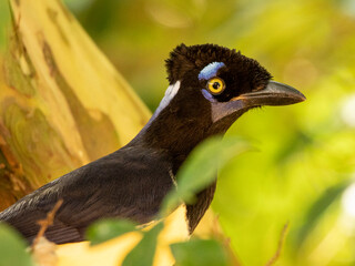 The curl-crested jay (Cyanocorax cristatellus) is a jay from South America.