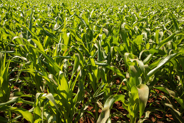 Planting of growing corn, new shoots