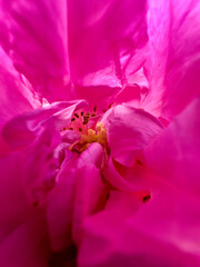 A close up on a pink rose flower