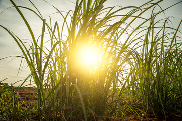 Sugar cane plantation at sunset
