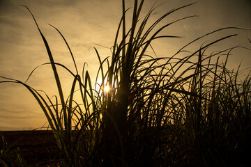 Obraz premium Sugar cane plantation at sunset