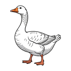 Obraz premium goose isolated on white background