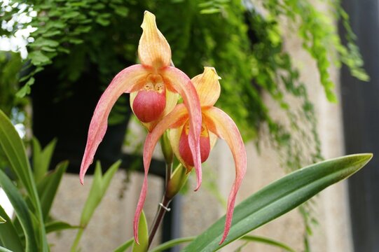 Vibrant hues of peach and coral color of Phragmipedium China Dragon orchids