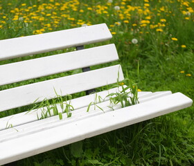 A green grass grows through the cracks between the boards of a white wooden park bench