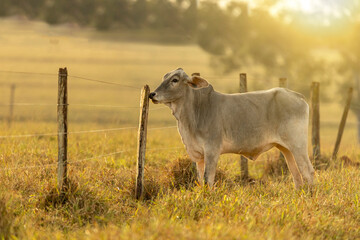 Obraz premium Cow portrait on pasture at sunset