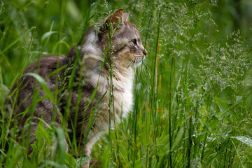 Beautiful gray tabby cat with green eyes sitting calmly in lush green grass, perfectly blending into the natural environment. Ideal for nature, pets and wildlife themes