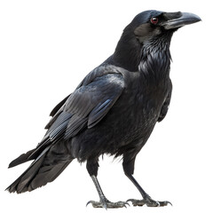 Fototapeta premium Crow