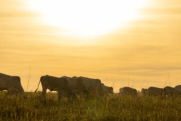 Cows on pasture at sunset