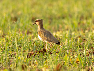 The southern lapwing (Vanellus chilensis) is a wader in the order Charadriiformes.