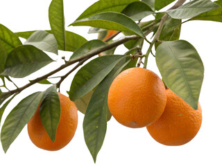 Orange Fruits on a Tree Branch Isolated on transparent background, Isolated Png file, Cut-out, Isolate Png, No Background, Isolated object