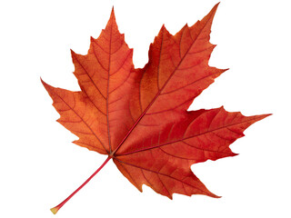 Fototapeta premium Vibrant Red Maple Leaf Isolated on transparent background, Isolated Png file, Cut-out, Isolate Png, No Background, Isolated object
