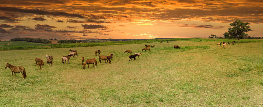 Thoroughbred horses grazing at sunset in a field. - Powered by Adobe