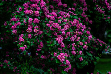 Fototapeta premium Bright pink double flowers of hawthorn blossom in full bloom, creating a lush and vivid scene perfect for spring-themed visuals and floral designs.