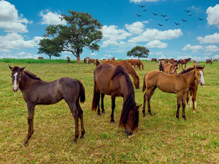 Obraz premium Green pastures of horse farms. Country summer landscape.