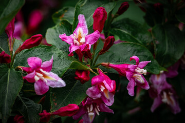 Vibrant close-up of blooming pink Weigela flowers with fresh green leaves, capturing the beauty of spring and ornamental garden aesthetics in vivid detail