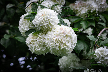 Close-up of a single white viburnum flower cluster surrounded by lush green leaves, captured in soft diffused light.