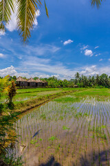 Terraced Rice fields Farms in Ubud the Balanese island known as the land of the gods on the beautiful Island of Bali Indonesia