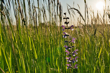 A tranquil field of lush green grass with delicate purple wildflowers in full bloom, exuding a peaceful, natural charm. Perfect for nature, gardening, wellness, environmental, and scenic themes
