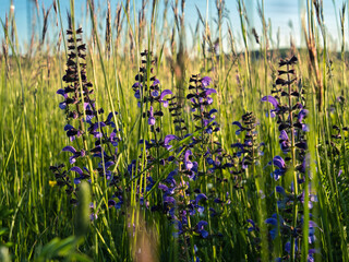 A tranquil field of lush green grass with delicate purple wildflowers in full bloom, exuding a peaceful, natural charm. Perfect for nature, gardening, wellness, environmental, and scenic themes