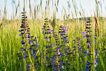 A tranquil field of lush green grass with delicate purple wildflowers in full bloom, exuding a peaceful, natural charm. Perfect for nature, gardening, wellness, environmental, and scenic themes