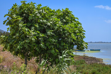 Figuier en bord de mer